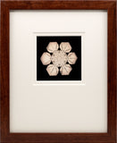 Lantern Slide 504