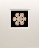 Lantern Slide 504