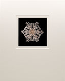 Lantern Slide 508