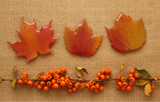 Maple Leaf Ornament